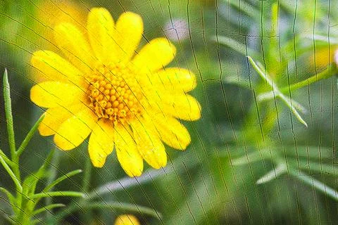 Yellow flower on tree stump texture background. Stock Photos