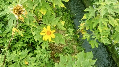 Yellow flower under bright sunlight Stock Photos
