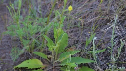 Yellow flower Verbascum thapsus Bear ear swings in the wind. Panorama Stock Footage 132986166