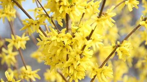 Yellow flower video Stock Footage 36533763