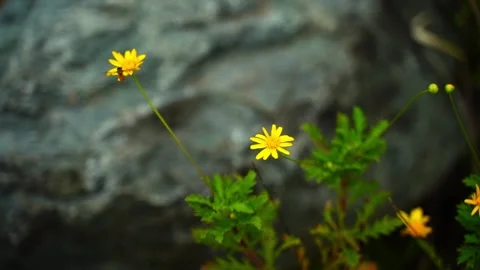Yellow flower video Stock Footage 314908327