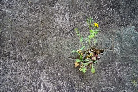 A yellow flower on the wall Stock Photos