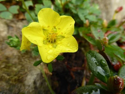 Yellow flower water droplets Stock Photos
