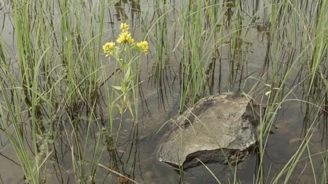 Yellow flower in the water Stock Footage 89240064