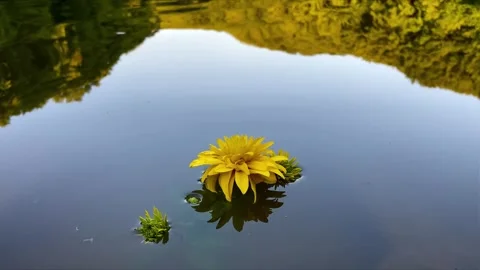 Yellow flower in the water Stock Footage 246664701