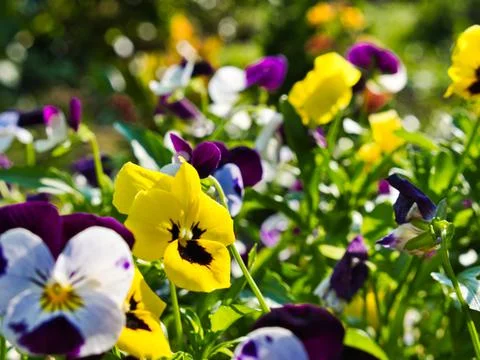 A yellow flower which is in focus 스톡 사진