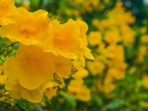 Yellow flower on white sky background Stock Photos