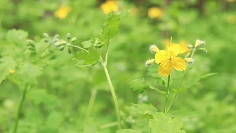 Yellow flower in the wild Stock Footage 273886613