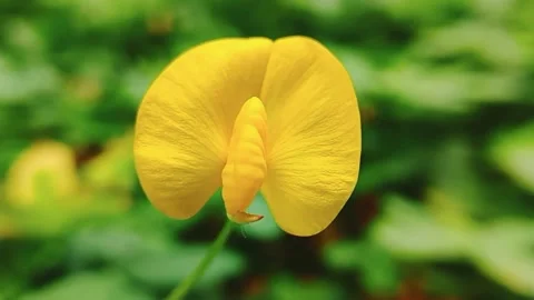 Yellow flower wind blowing  Stock Footage 274902564