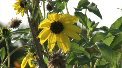 Yellow flower in wind Stock Footage 737393
