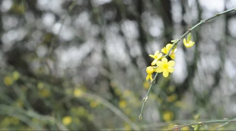 Yellow flower in wind Stock Footage 885587