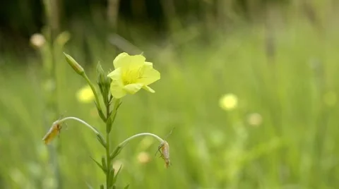Yellow flower on a wind Stock Footage 52443372