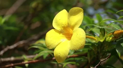 Yellow Flower in the wind. Video stock 65466345