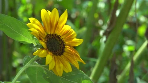 A YELLOW FLOWER IN THE WIND Stock Footage 238054153