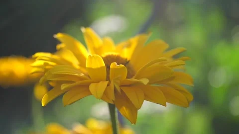 A yellow flower in the wind in the garden 動画素材 137331691