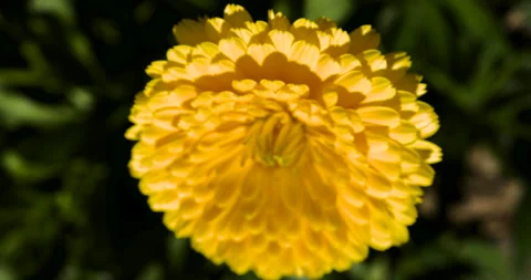 Yellow flower on wind with macro zoom. Selective focus Stock Footage 252639705