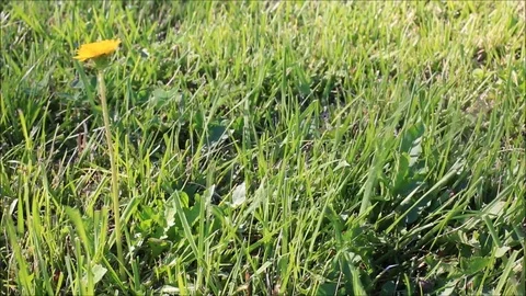 Yellow flower in the wind, in slow motion Stock-Footage 78633484