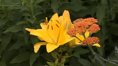 Yellow flower with zoom in Video stock 143880468