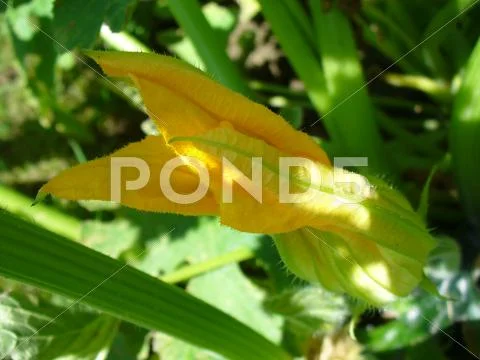 Yellow flower of zucchini Stock Photos