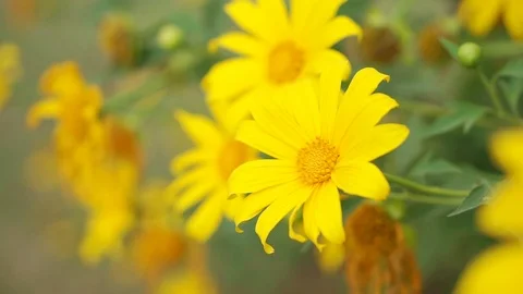 Yellow flower2 pond5 스톡 동영상 90217334