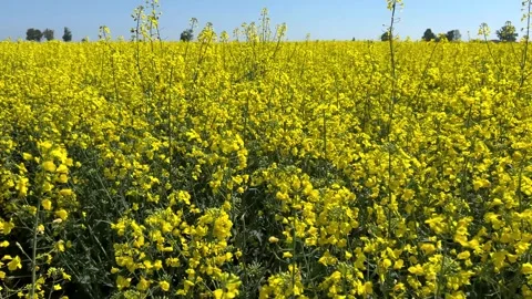 Yellow flowered rape field Stock Footage 274309343