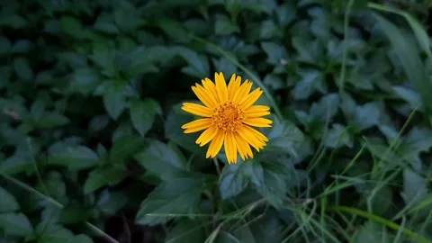 Yellow flowerin background video Stock Footage