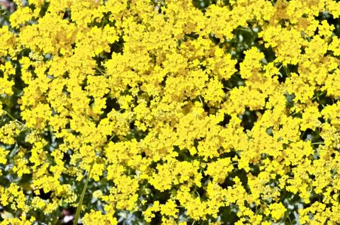 Yellow flowering background - spring background. Foto stock