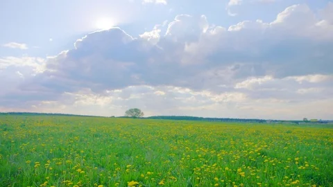 Yellow flowering field on summer time Stock Footage 79463550