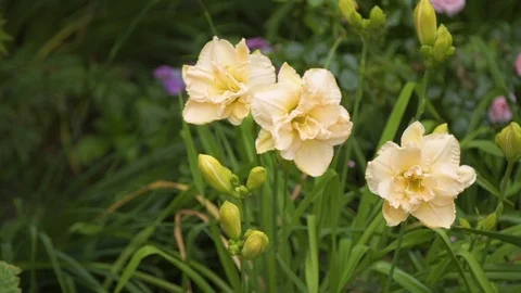 Yellow flowering flowers   Stock Footage 111016838