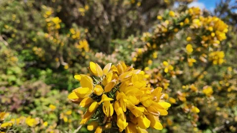 Yellow flowering gorse bush on a spring day Stock Footage 274438762