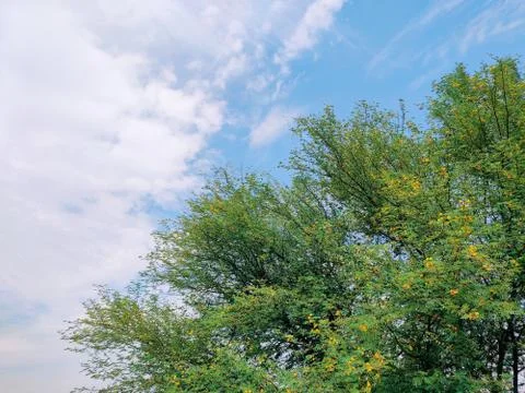 Yellow flowering half tree branches with cloudy sky background Stock Photos