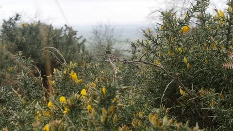 Yellow flowering heather is blown in the wind Stock Footage 126718708