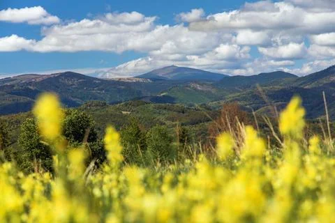 Yellow flowering meadow and mount Kralova Hola Stock Photos