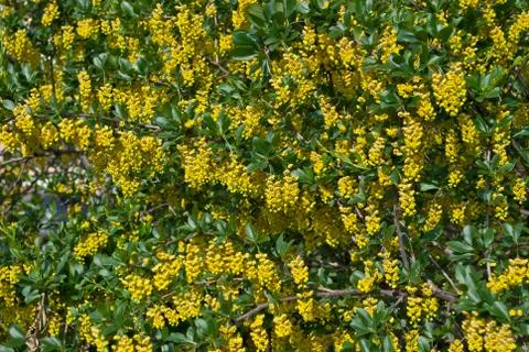 Yellow flowering. Stock Photos