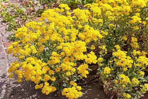 Yellow flowering Stock Photos