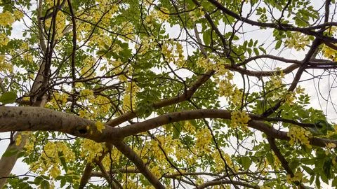 Yellow Flowering Tree Canopy Creating a Natural Spring Landscape Stock Photos