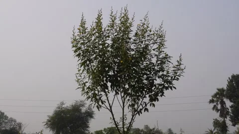 Yellow Flowering Tree 스톡 동영상 333415693