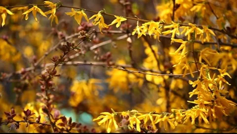 Yellow Flowers 02 Stock Footage 7731584
