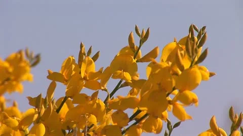 Yellow flowers 1 Stock Footage 11315989