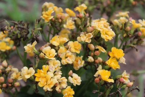 Yellow Flowers 1 Stock Photos