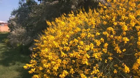 Yellow flowers 2 Stock Footage 11316128