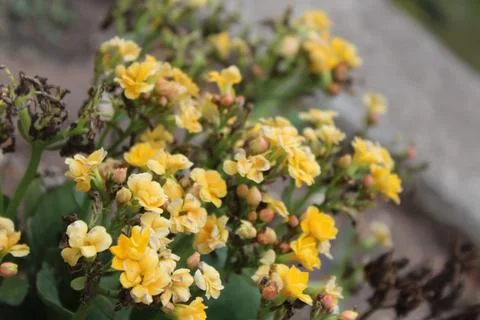 Yellow Flowers 2 Stock Photos