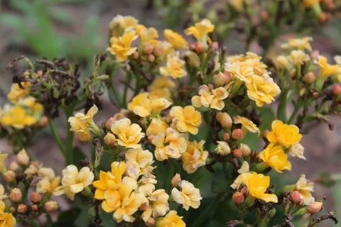 Yellow Flowers 3 Stock Photos