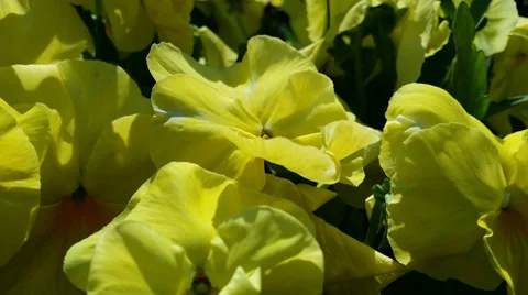 Yellow flowers 4K Stock Footage 37146066