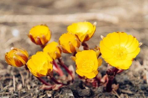Yellow flowers Adonis Stock Photos