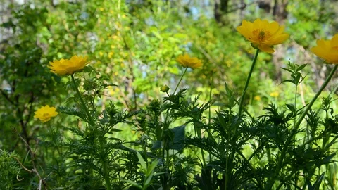 Yellow flowers of Adonis vernalis Stock Footage 86185960