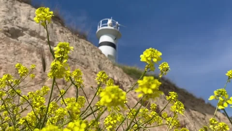 Yellow flowers against the backdrop of a sandy cliff and a lighthouse - stock vi Stock Footage 240344178