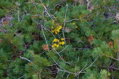 Yellow flowers among the branches of undersized pine in the tundra 写真素材