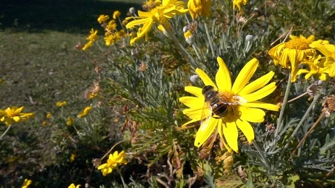 Yellow Flowers and Bee 2 Stock Footage 100199196
