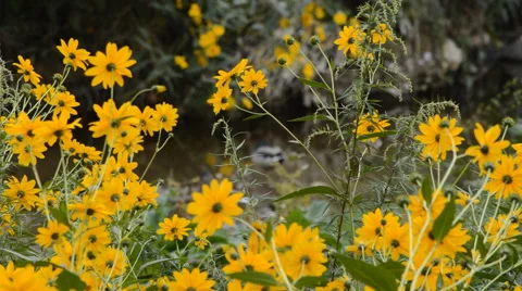 Yellow Flowers and a Ducks Background Vídeo Stock 42182964